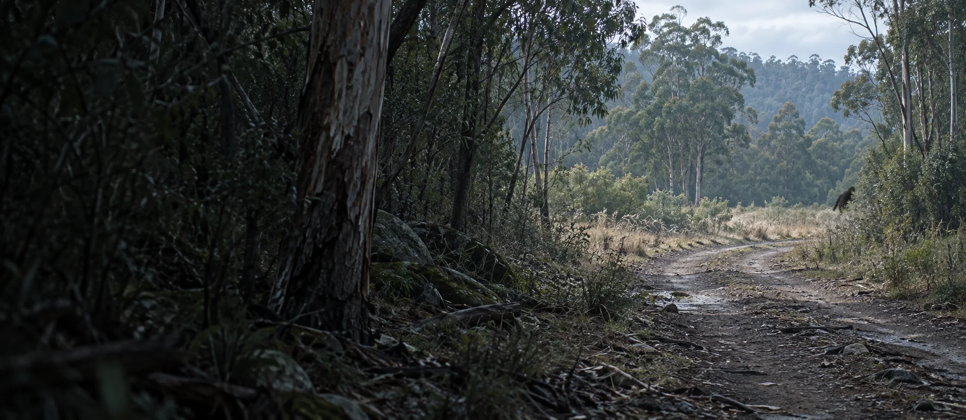 Conceptual illustration of a rough track through Tasmanian eucalyptus woodland, with an indistinct dark figure partly hidden at the forest edge.